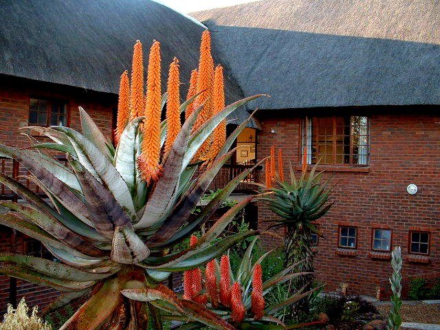 Thorn Tree Lodge