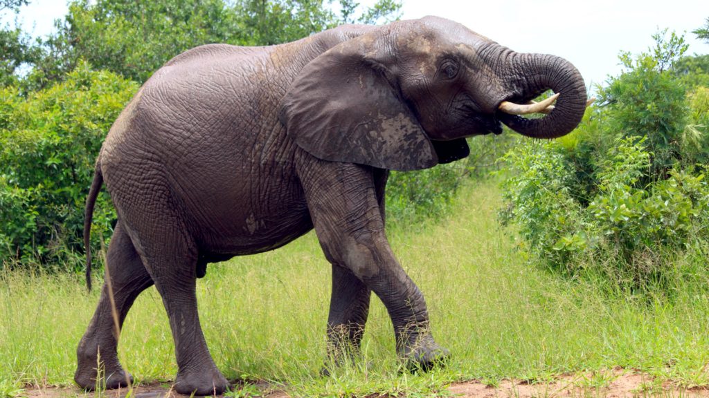 Big 5 Country Tourism