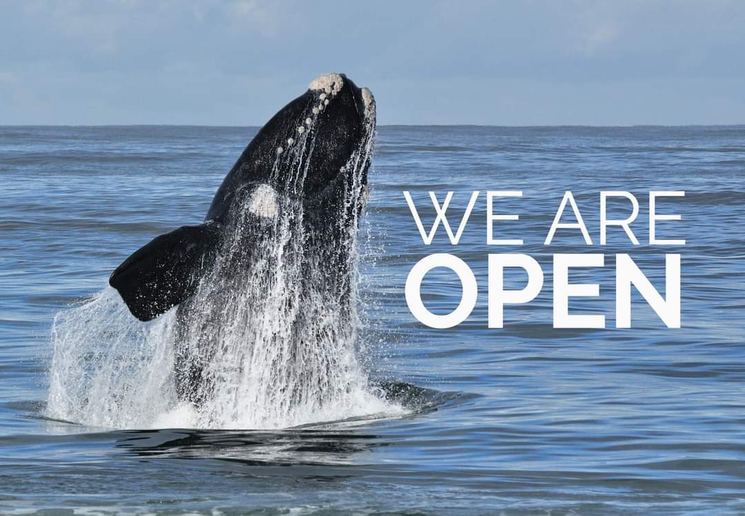 Percy Tours (and transfers) Hermanus