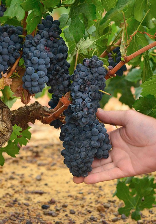 Wellington Wines