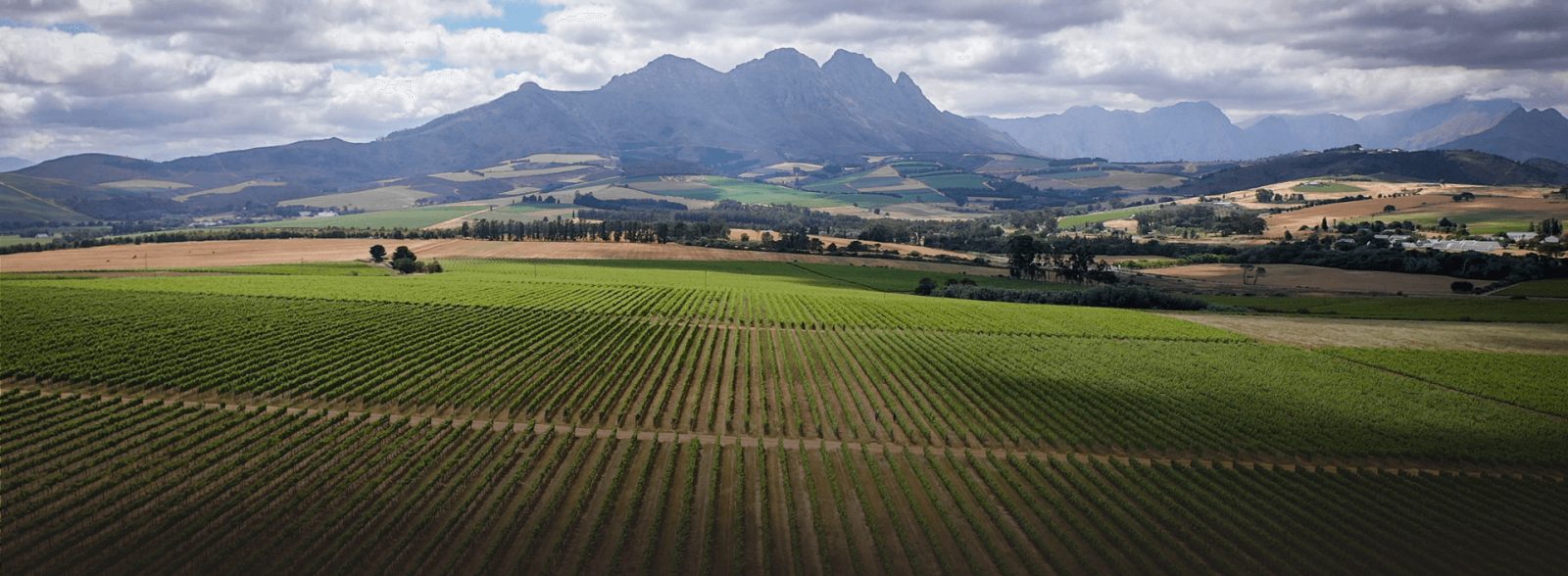 Beyerskloof Wines
