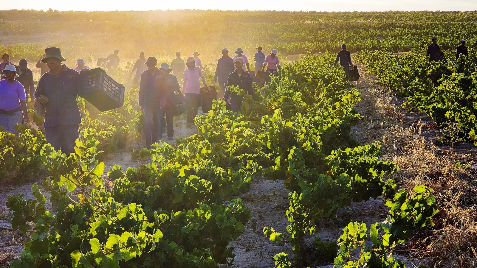Lammershoek Winery