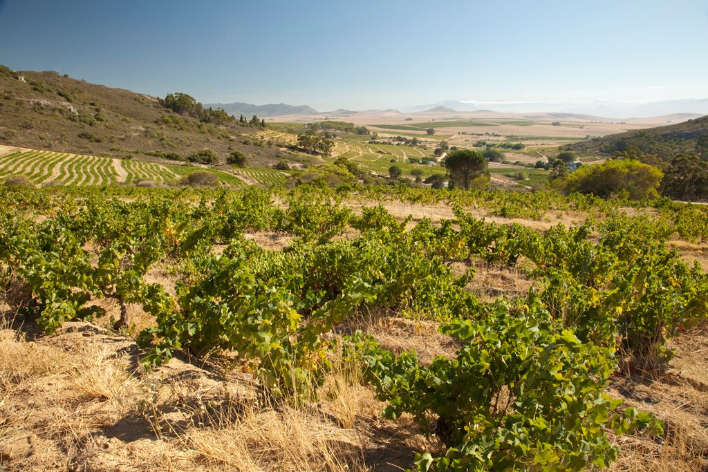 Swartland Winery
