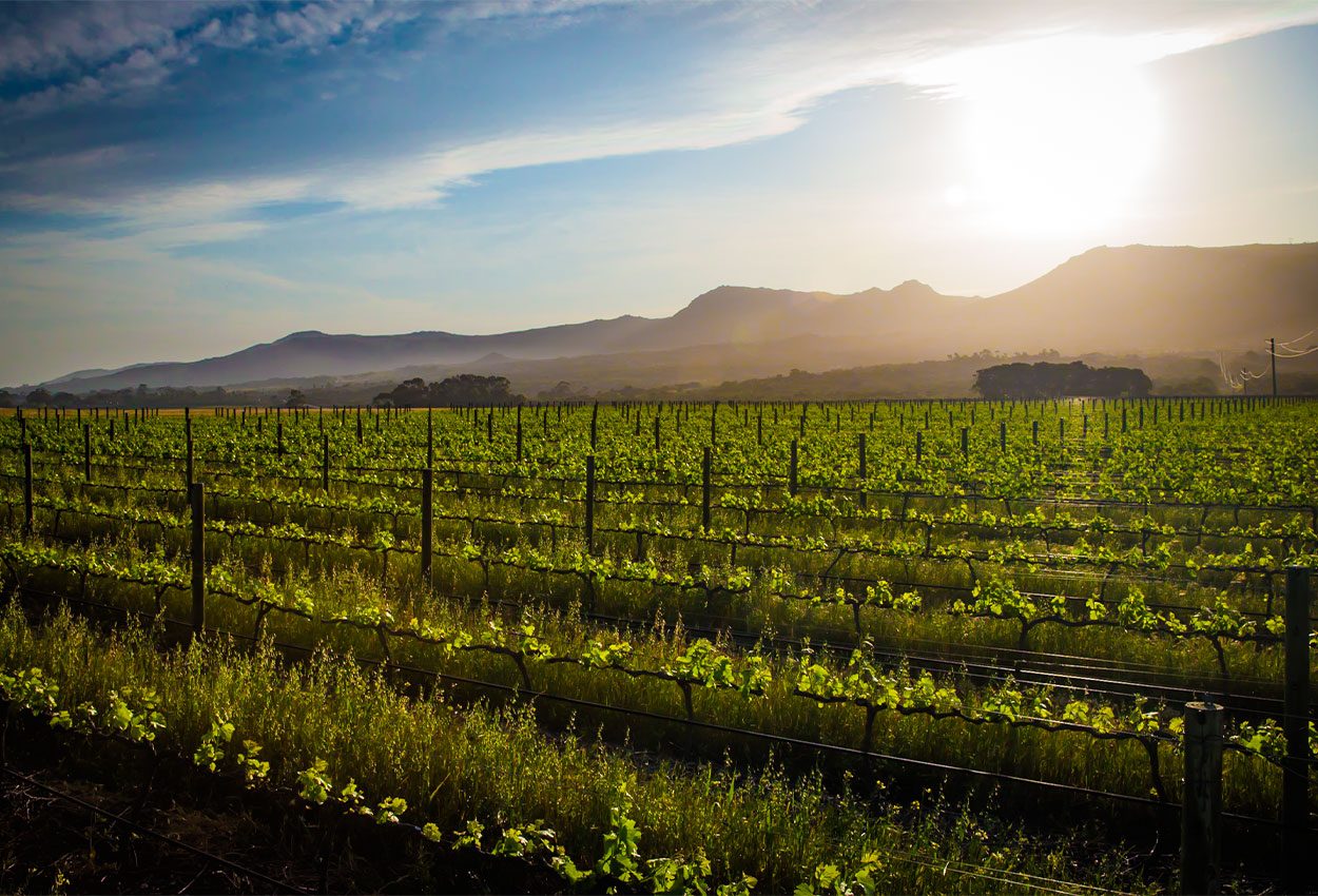 Wildekrans Wine Estate