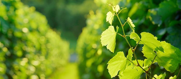 Vinpro Limited (Limited By Guarantee)