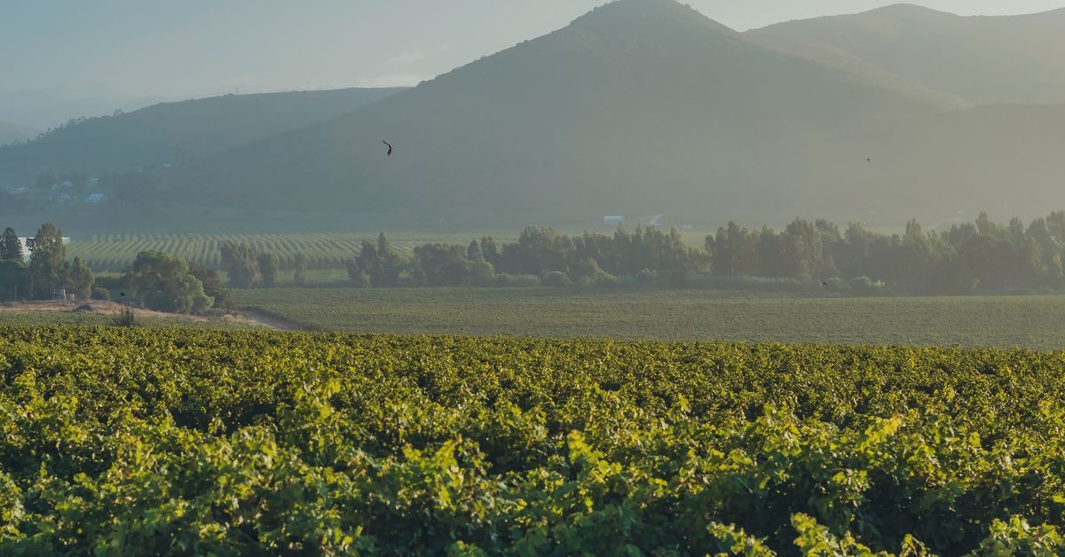 Bonnievale Wine Cellar
