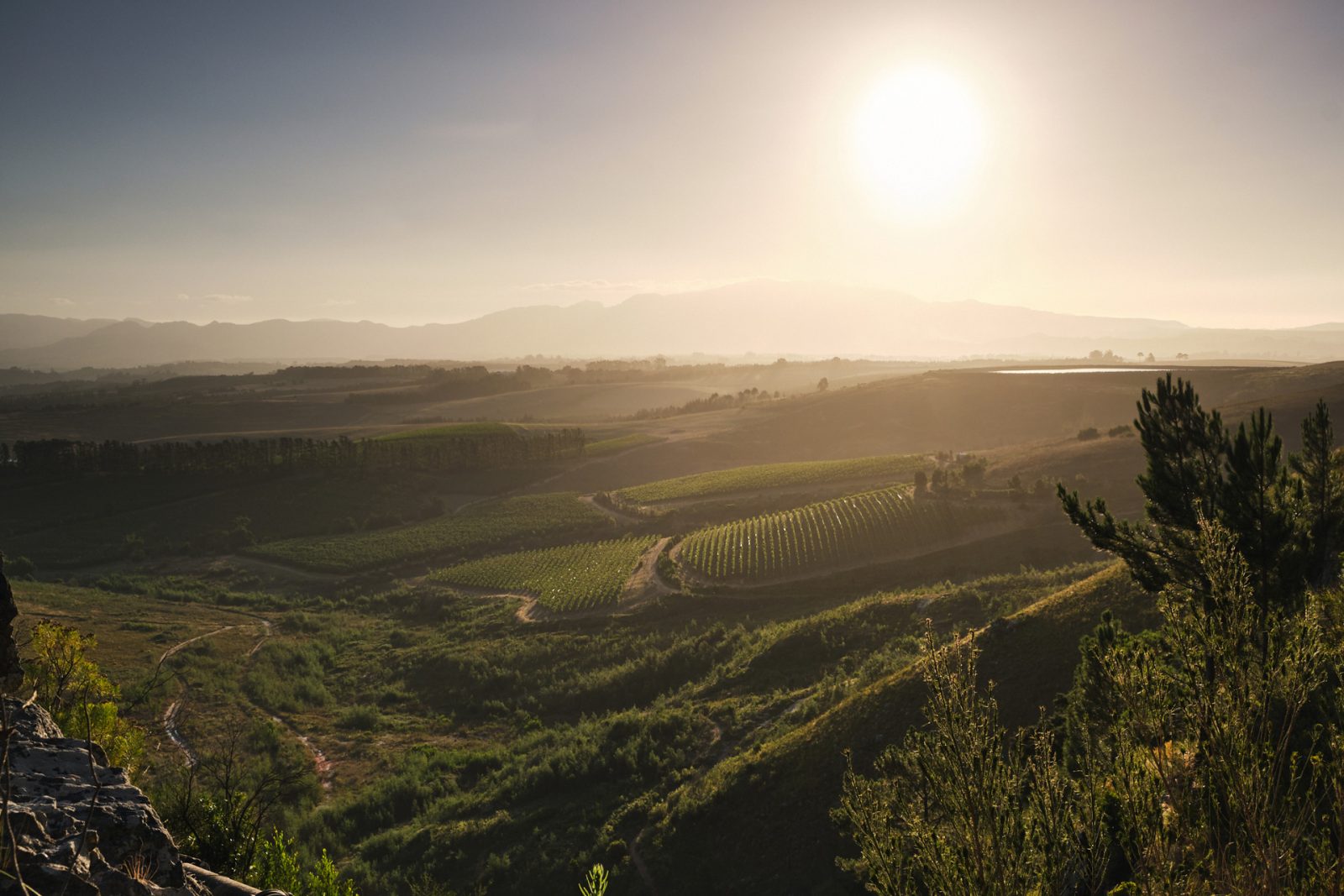 Paul Cluver Wines