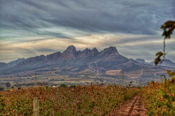 Lyngrove Wines & Guest House