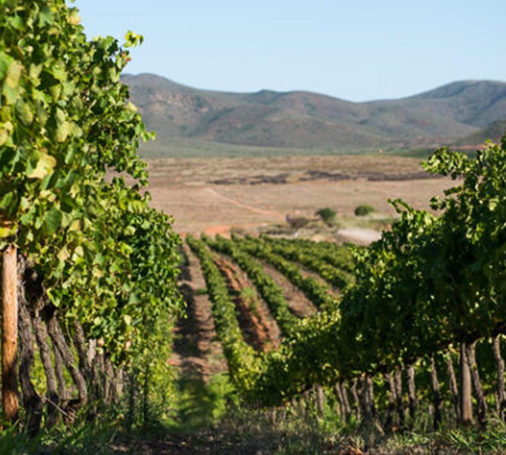Zandvliet Estate (Pty) Ltd