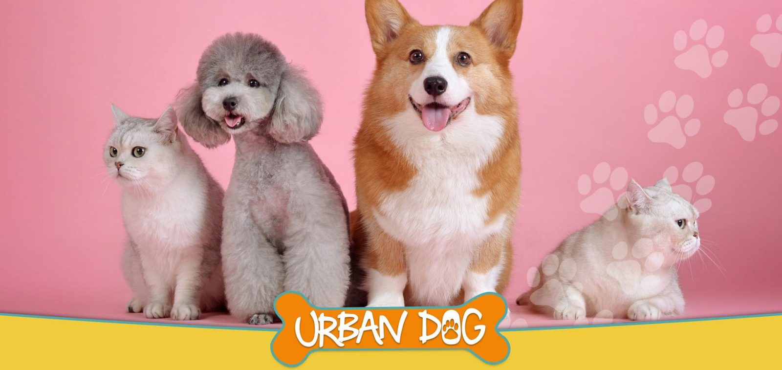 Urbandog