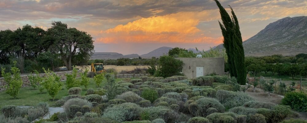 The Olive House
