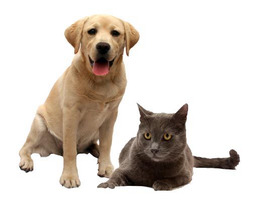 Vet Food Delivery Direct