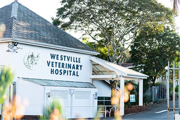 Westville Veterinary Hospital