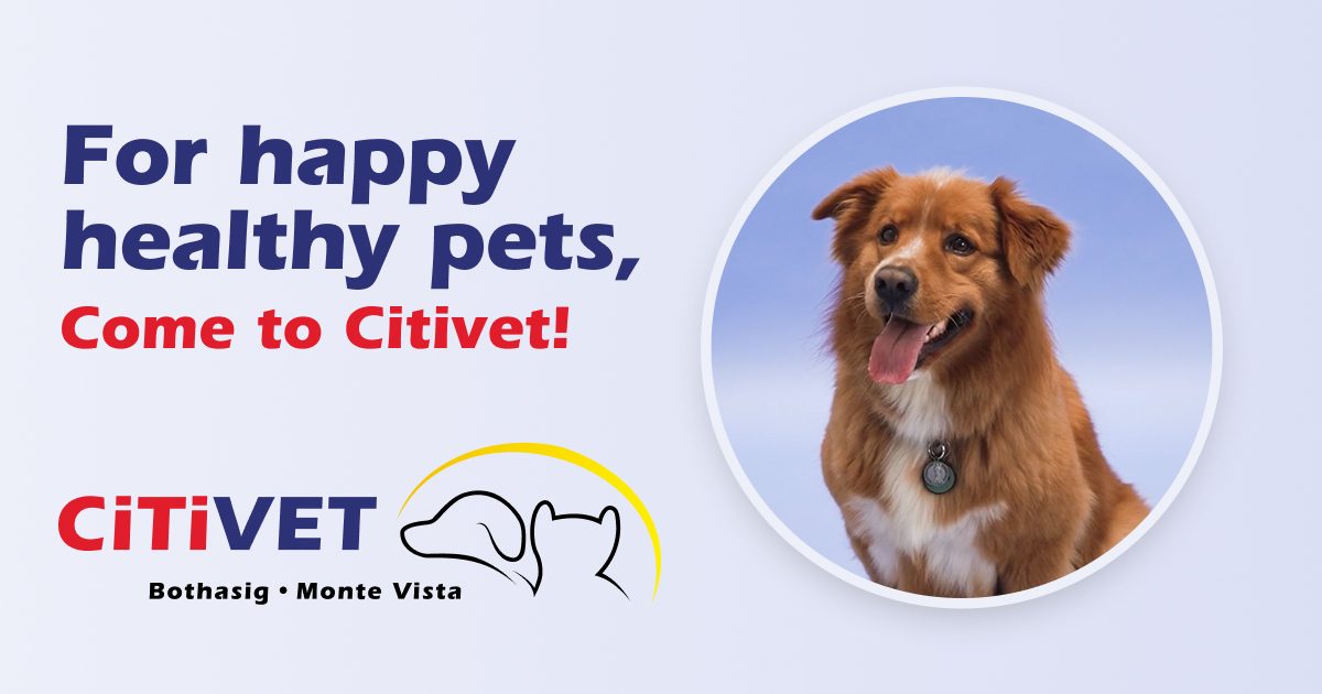 MONTE VISTA ANIMAL HOSPITAL