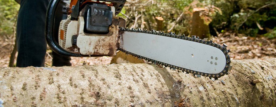 Johannesburg Tree Felling