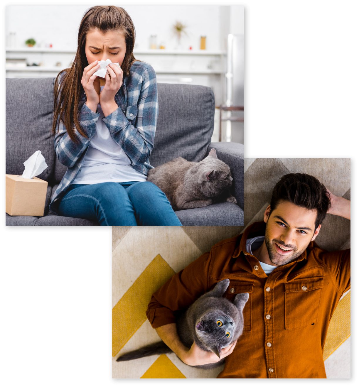 SEBO DRY CARPET CLEANERS