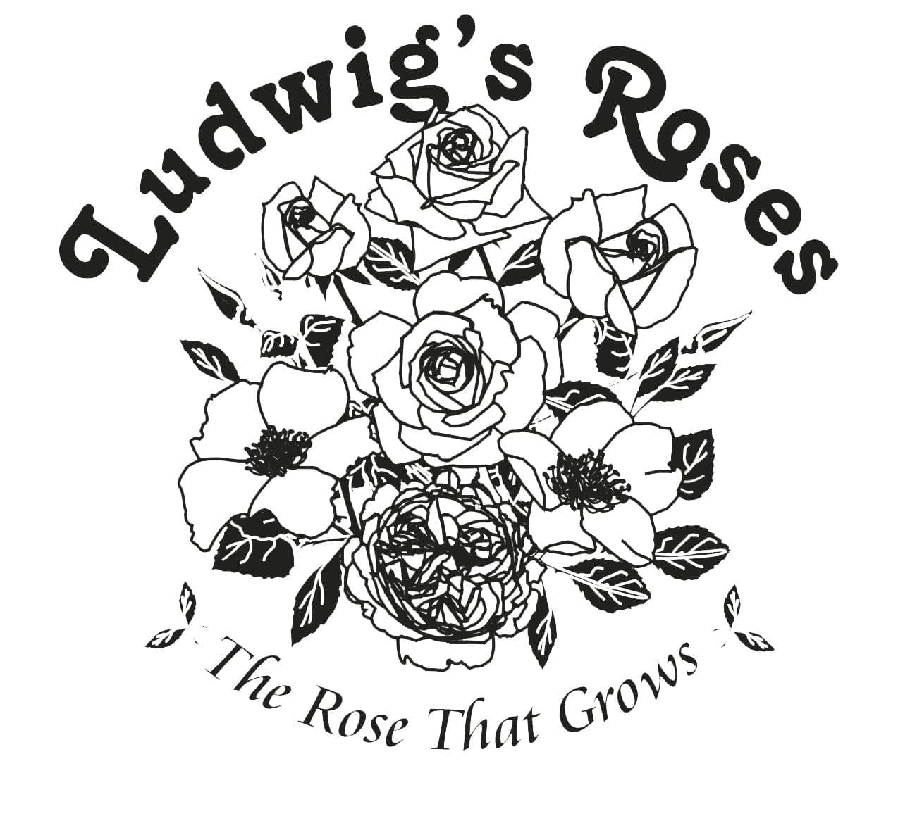 Ludwig's Soleil Cut Roses