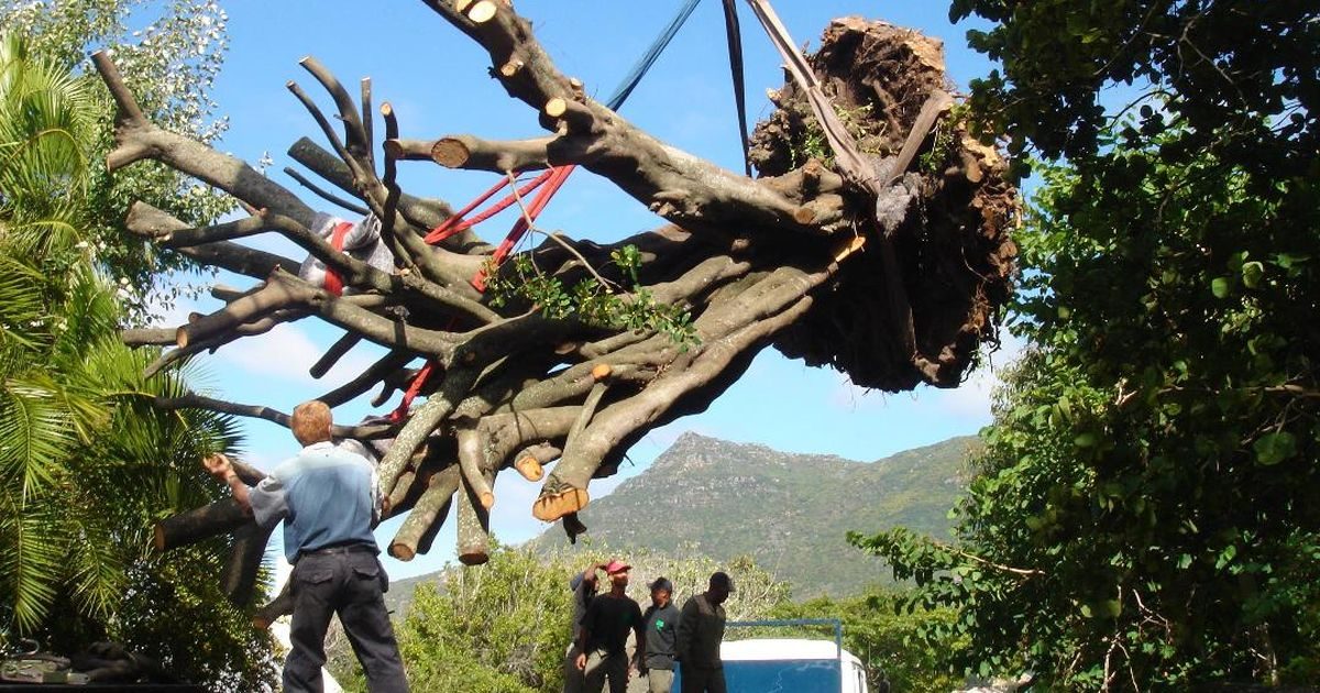 TOPFELL Tree Felling