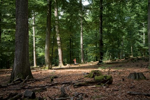 SHERENCO GRASSNYERDIENS