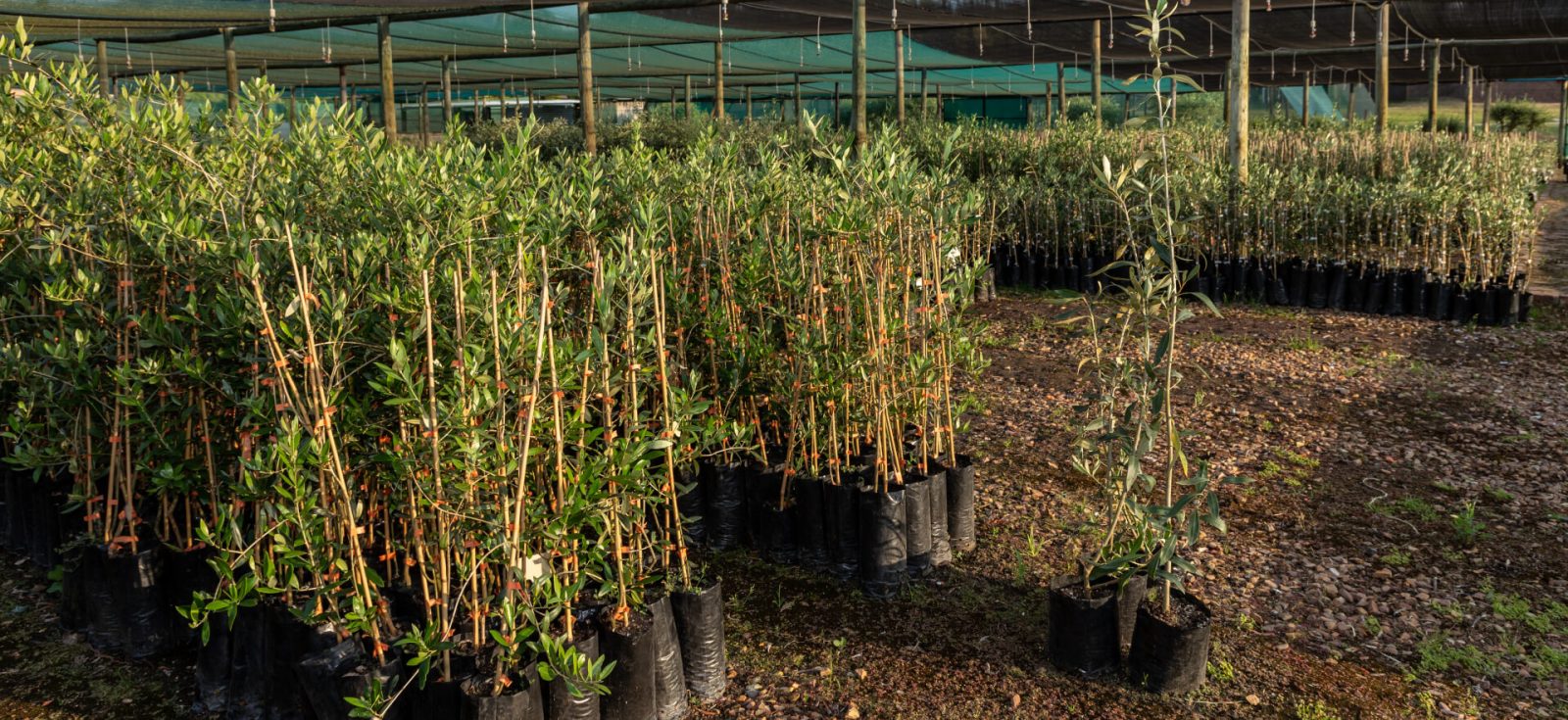 The Olive Branch Nursery