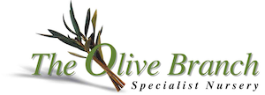 The Olive Branch Nursery