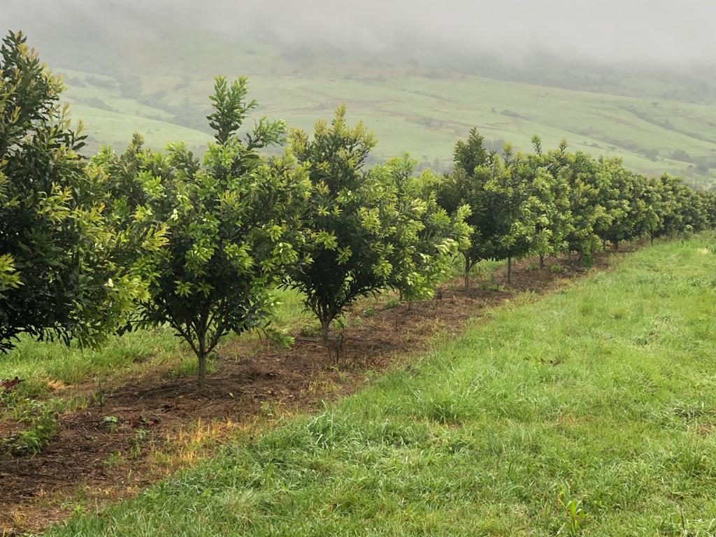Arbor-Care Amanzi Indigenous Tree Nursery