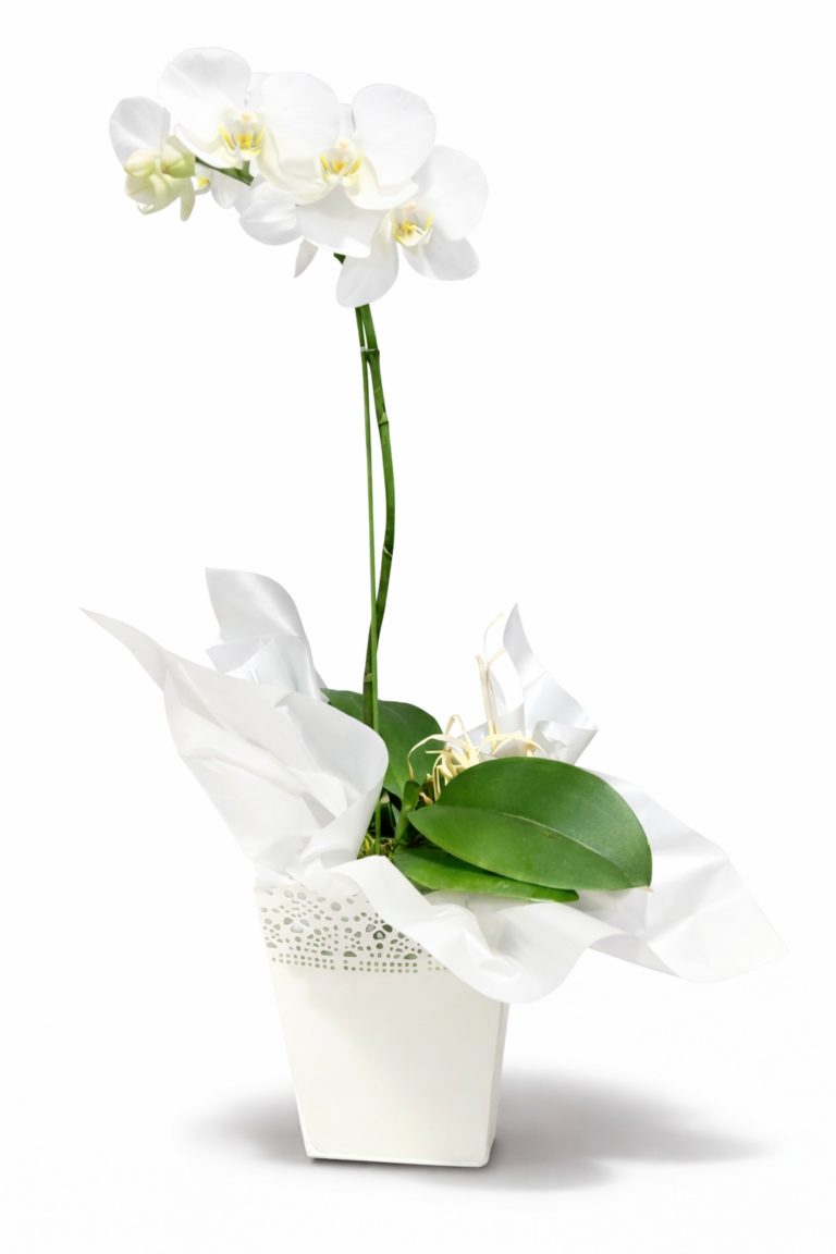 Just Flowers