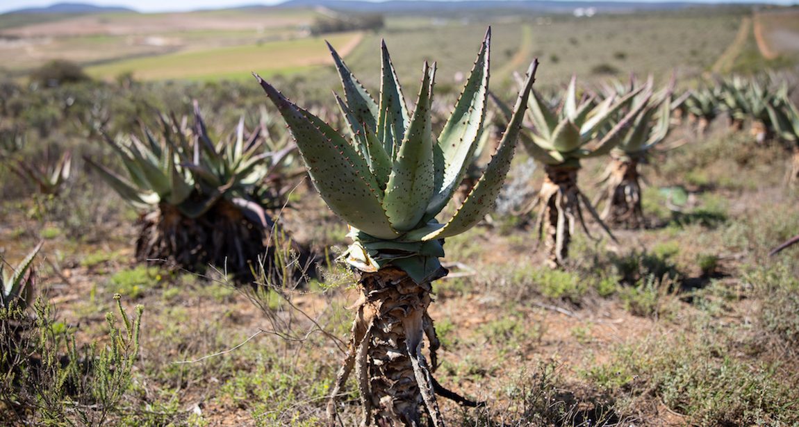 Aalwynfabriek Organic Aloe