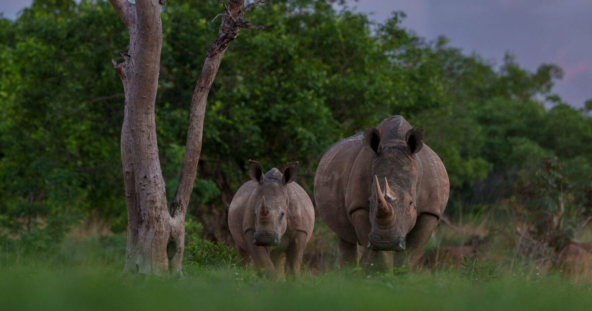 SEDIBA PRIVATE GAME LODGE
