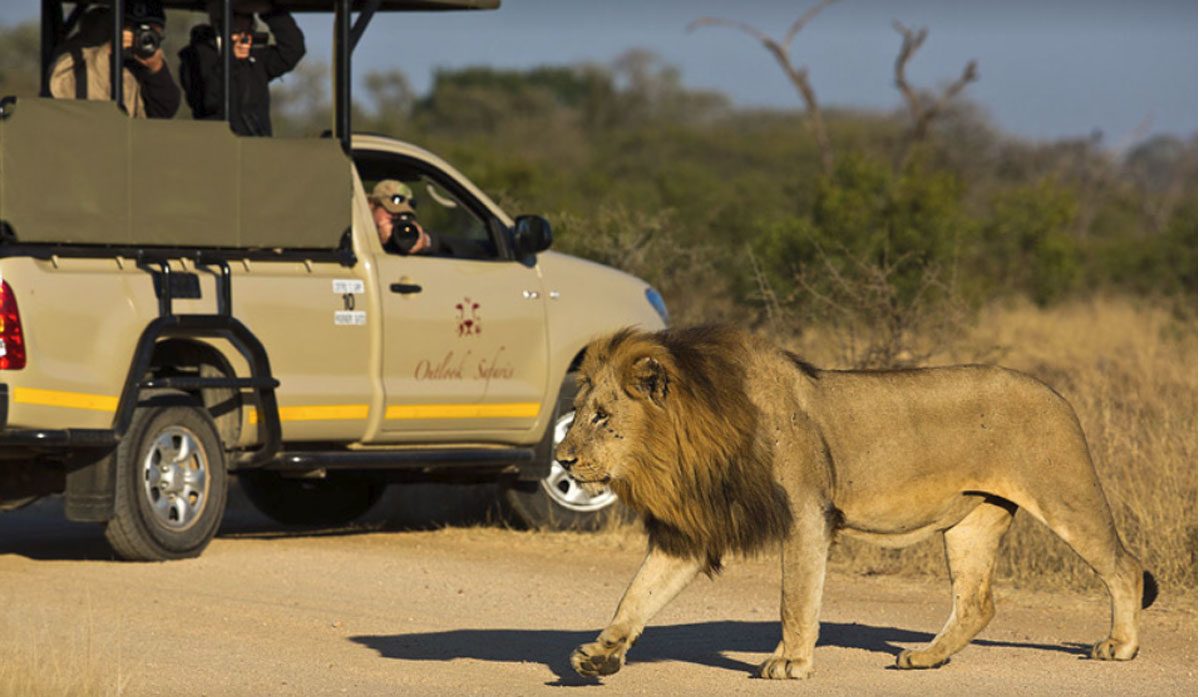 Kruger Wildlife Safaris