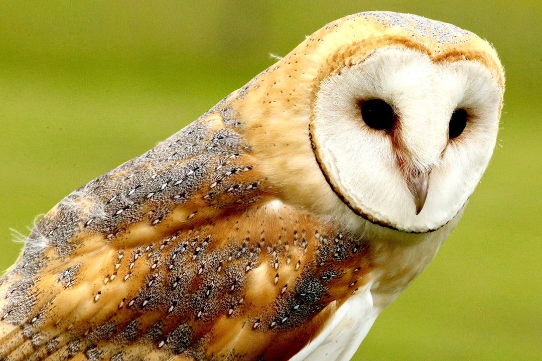 African Bird of Prey Sanctuary
