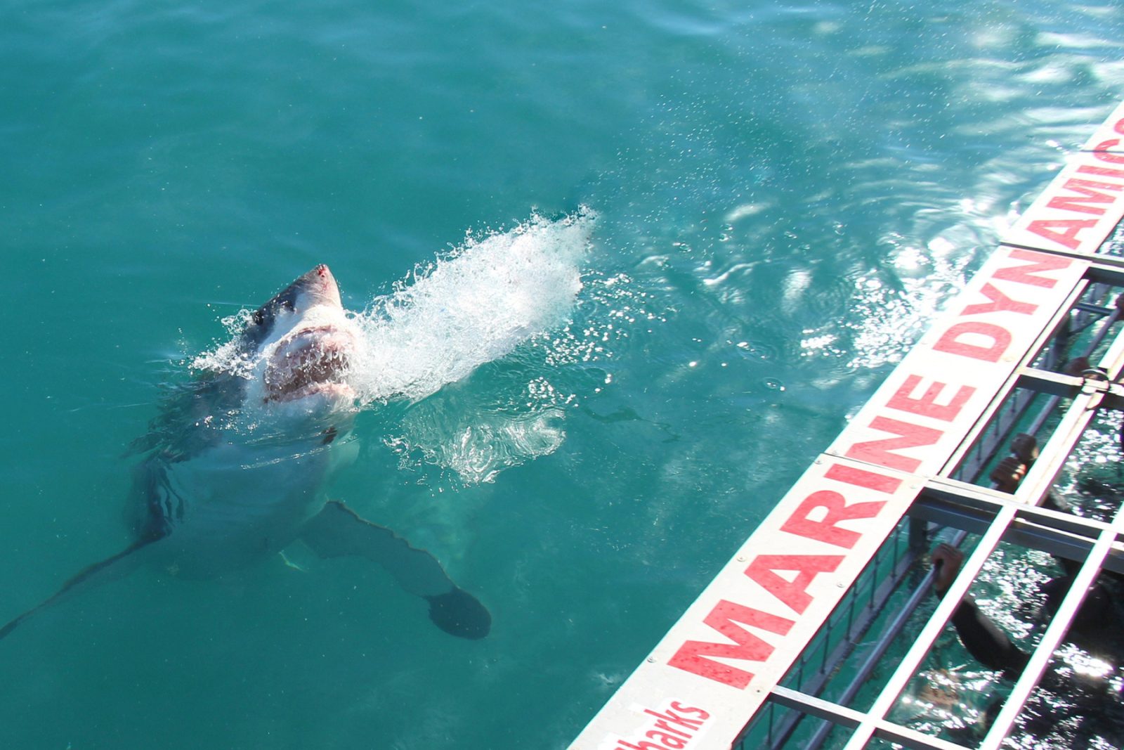 Shark Cage Dive