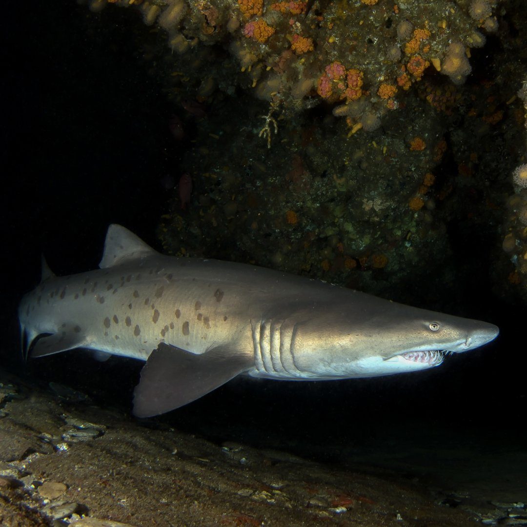 ScubaAddicts Lodge & Dive Centre