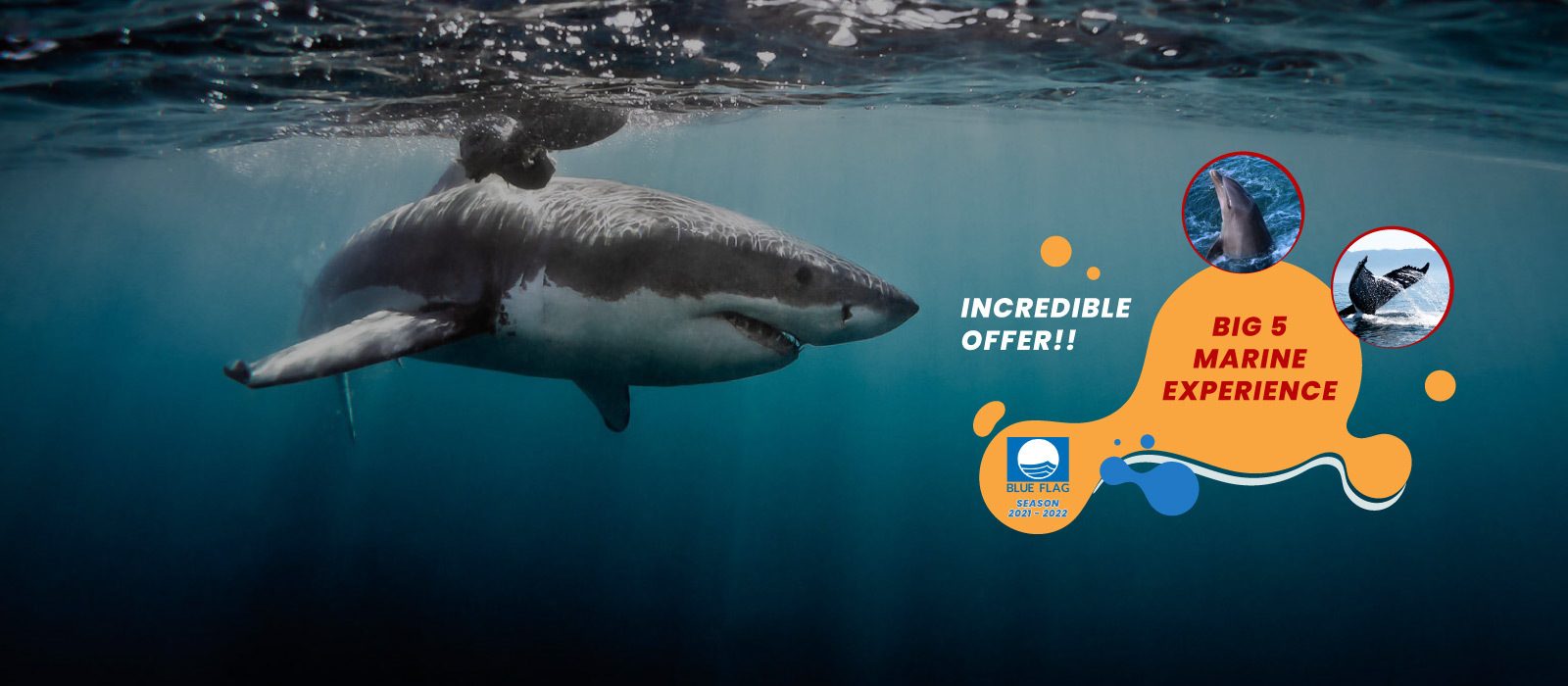 White Shark Ventures Pty Ltd