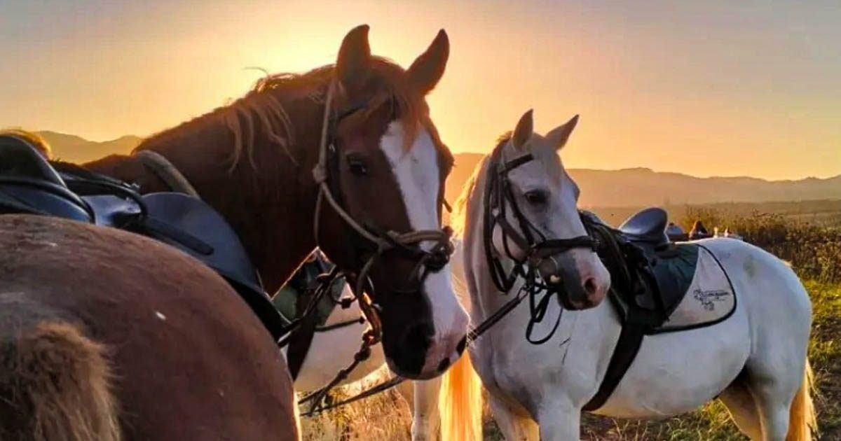Cape Town Horse Sales