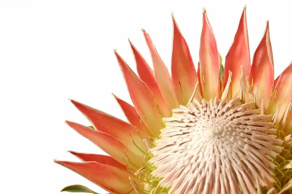 Crown Flower Marketing