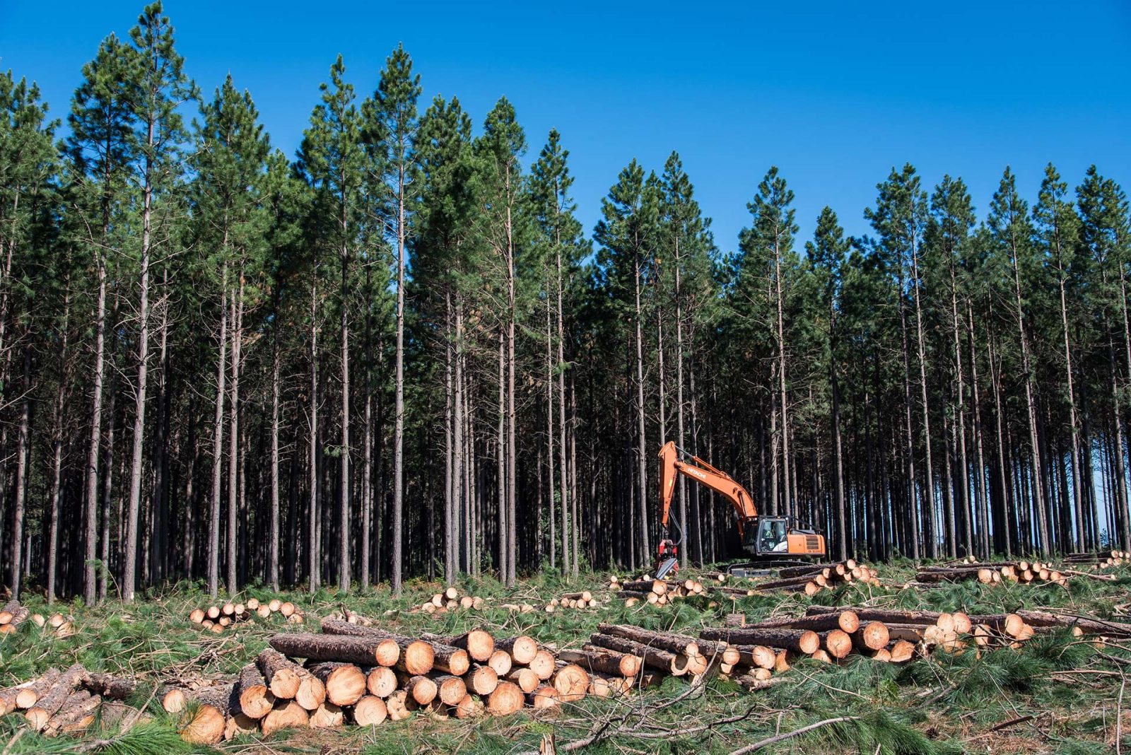 Mto Forestry
