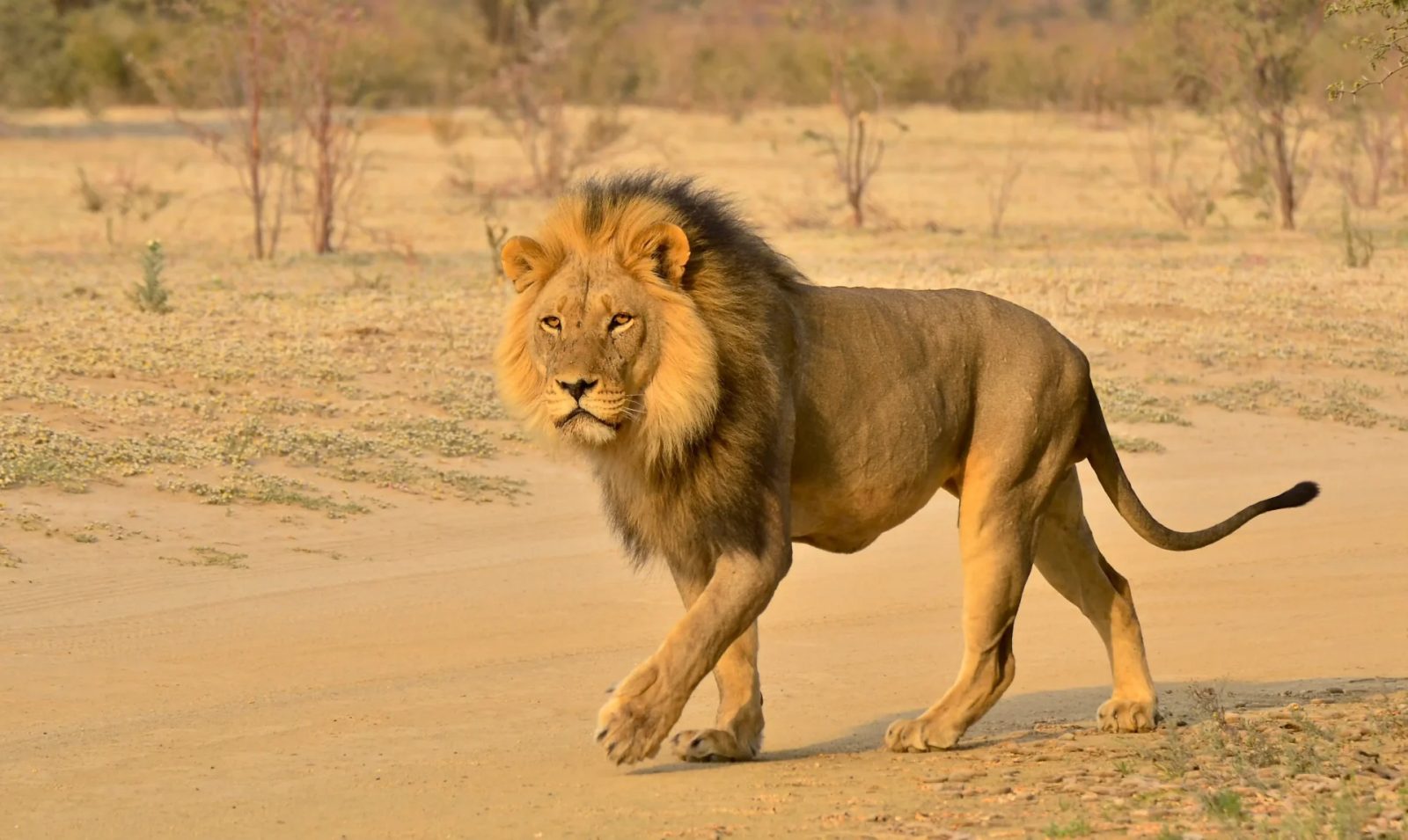 1st Zulu Safaris