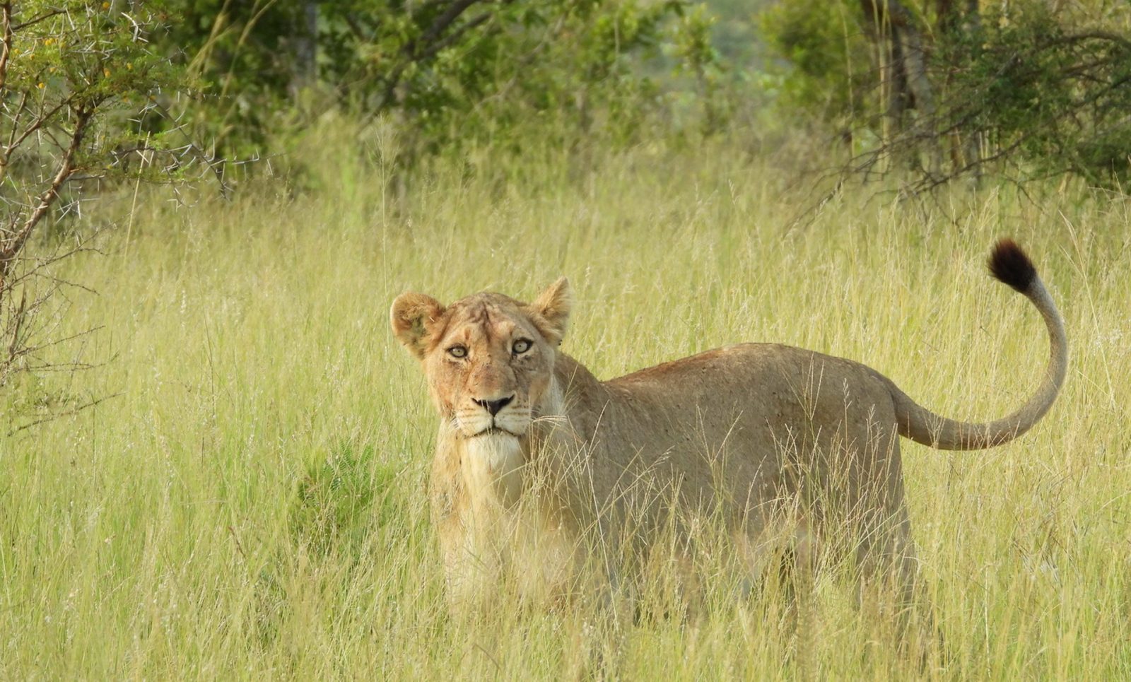 Catz Private Tours Cc