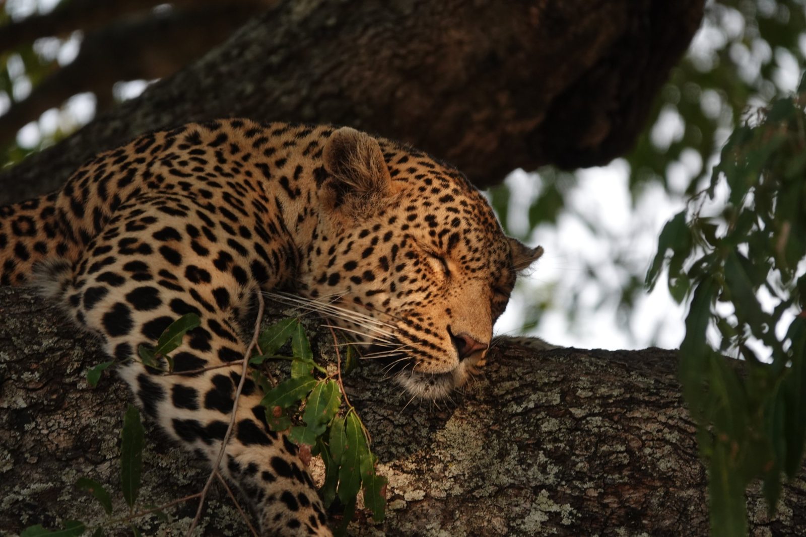 Djuma Game Reserve