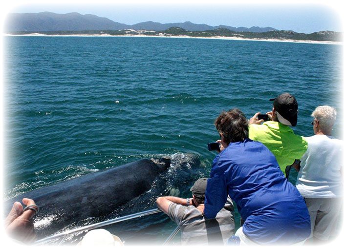 Ivanhoe Sea Safaris