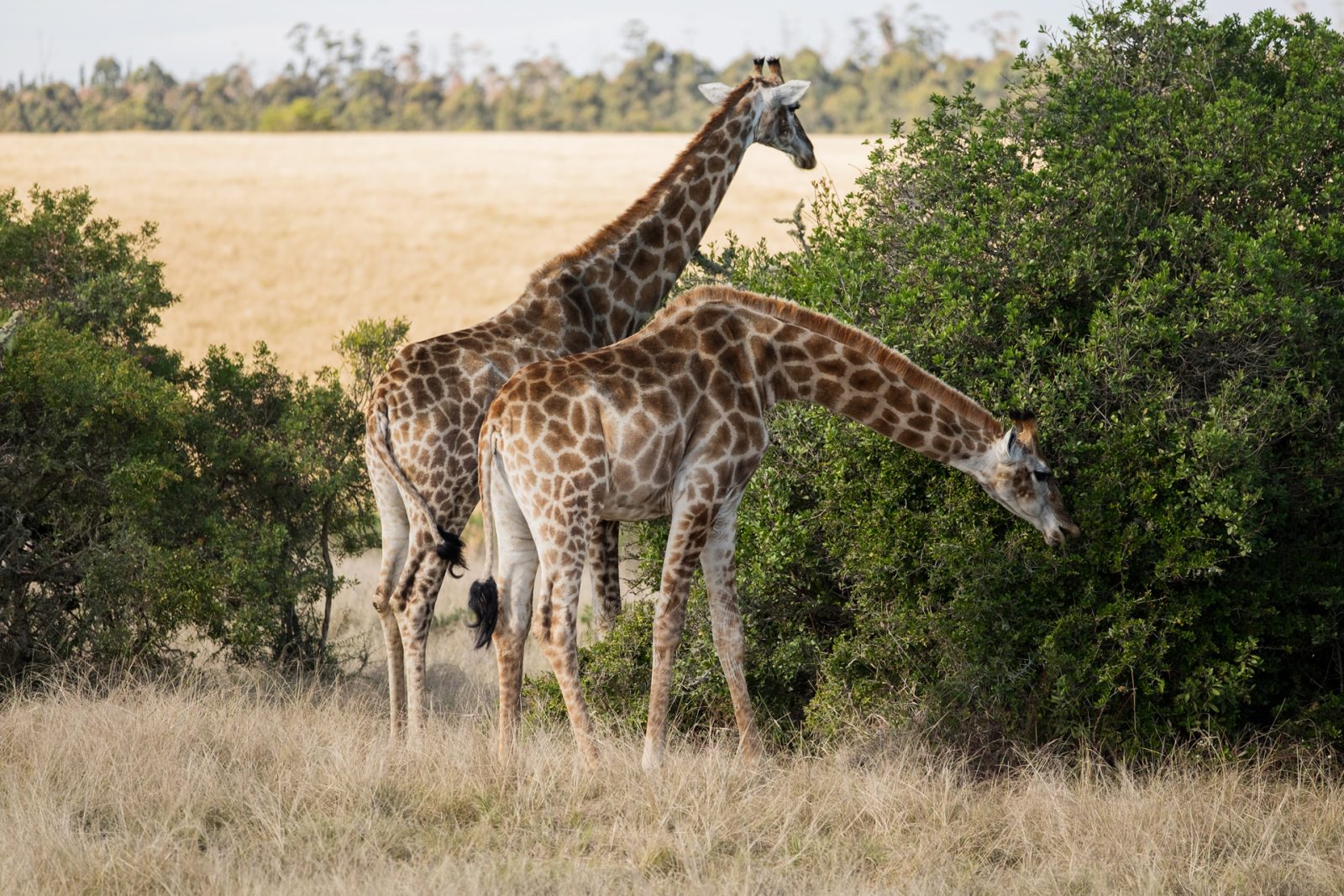 Plettenberg Bay Game Reserve:Accommodation Cell