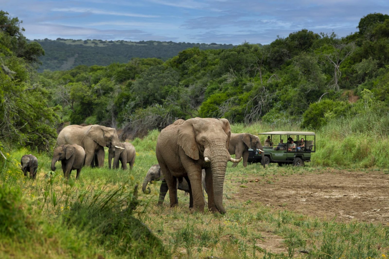 Sanbona Wildlife