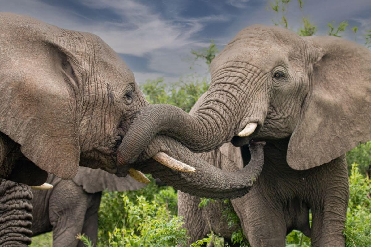 Thula-Thula Game Reserve & Lodges