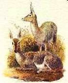 Valley Bushveld Safaris