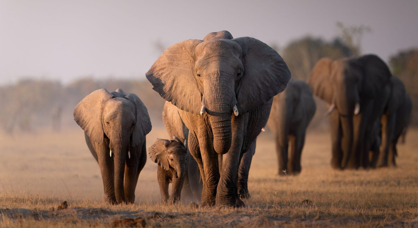 Desert & Delta Safaris