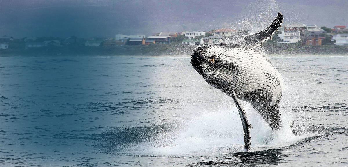 Dyer Island Cruises