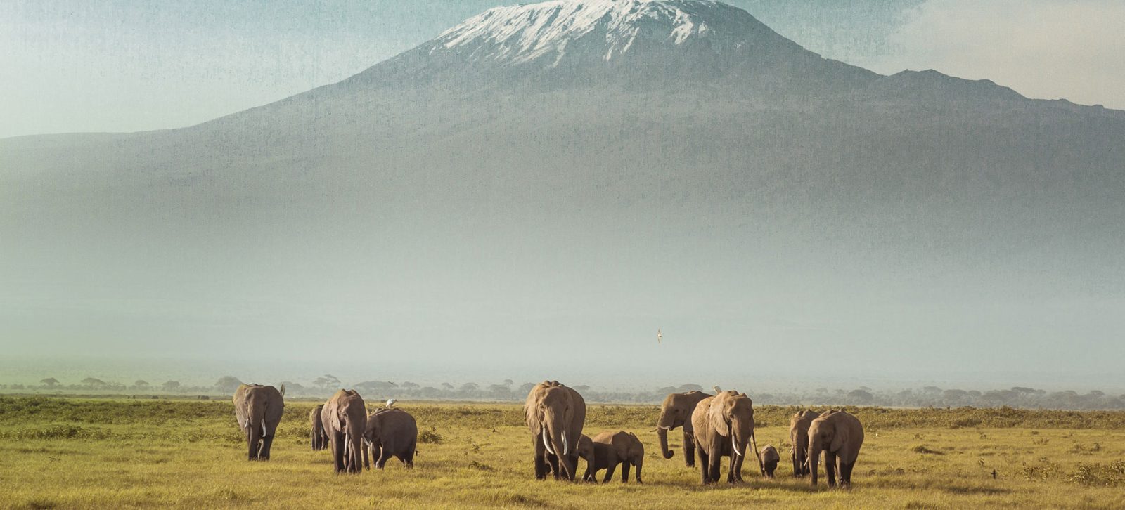 Kobo Safaris Ltd