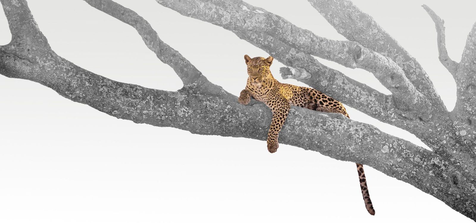 Nambiti Private Game Reserve