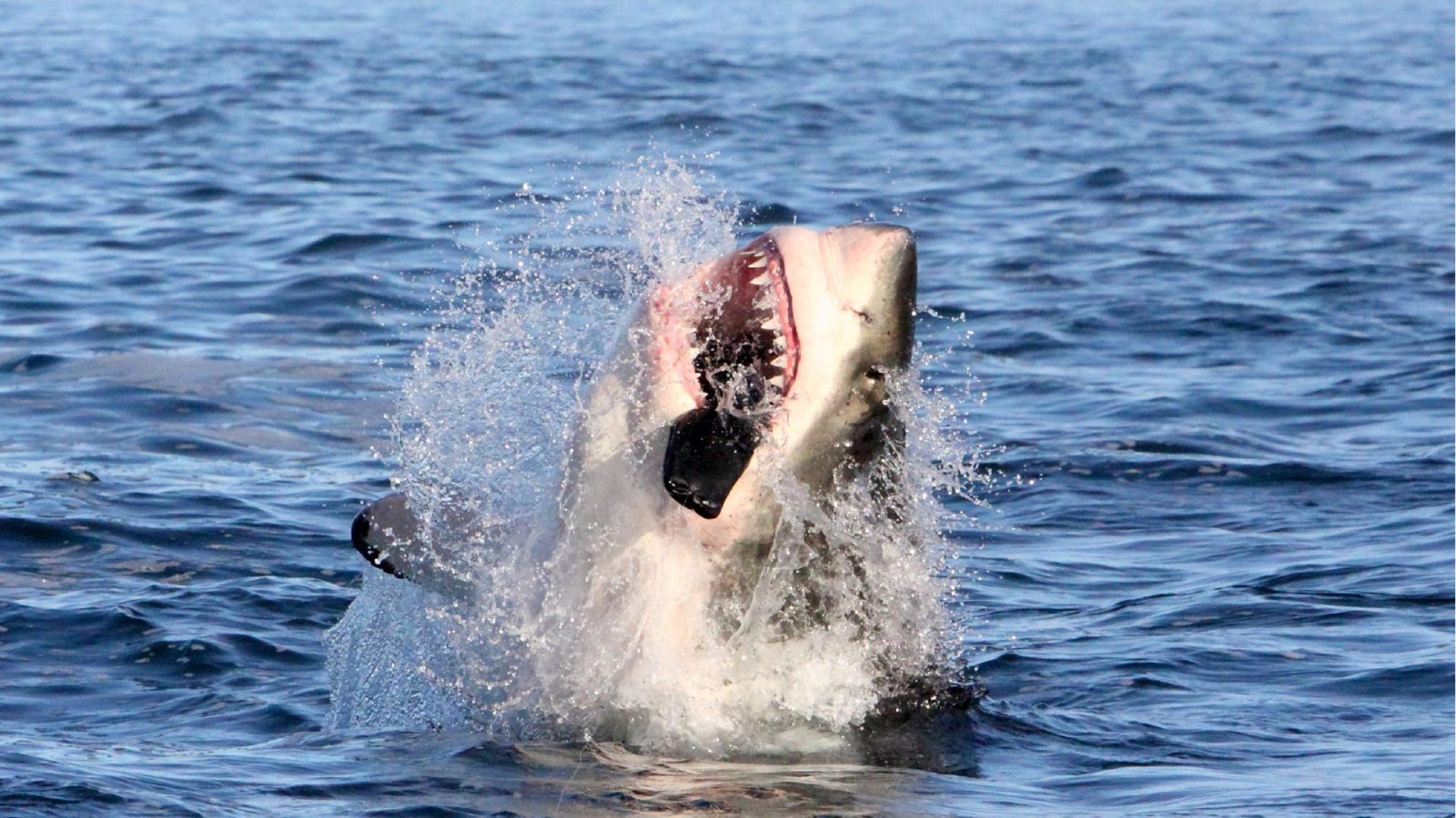 African Shark Eco-Charters